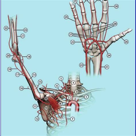 Pdf Ct Angiography Of The Upper Extremity Arterial System Part 1