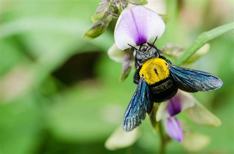 Carpenter Bees Identification Biology Structural Damage And Control