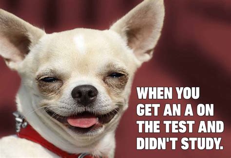 Love Dogs These Amazing Memes Will Keep You Laughing For