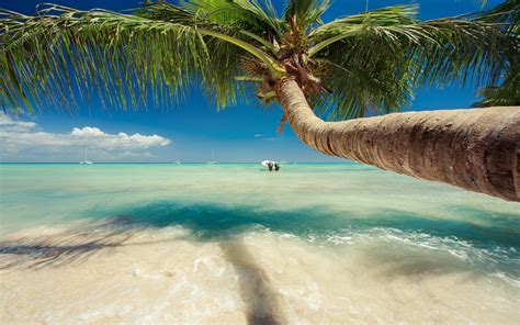 Nature Landscape Caribbean Sea Palm Trees Beach Tropical Summer Sailboats Water
