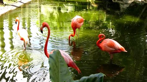 Flamingos are omnivores eating brine shrimp, algae, and snails. Pink Flamingo Birds - Flamingo Gardens Wildlife Sanctuary ...