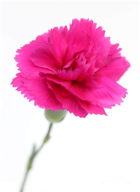 Bright Pink Carnation Photograph By Rosemary Calvert Fine Art America