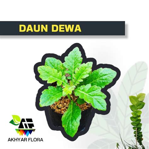 Jual Daun Dewa Tanaman Herbal Daun Samsit Umbi Dewa Shopee Indonesia