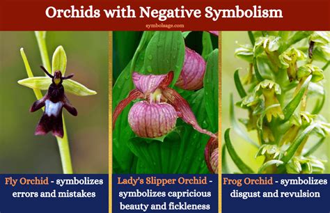 Orchids With Negative Symbolism Orchids Plant Symbolism Flower Meanings
