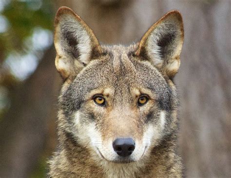 Report 20000 Square Miles Of Red Wolf Habitat Is Open For Urgently