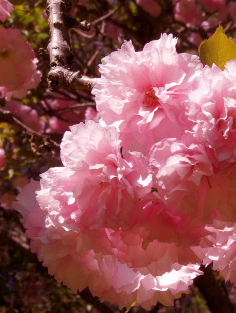 Pink Flowering Tree Photo By Photographer Diane Hooper Pink