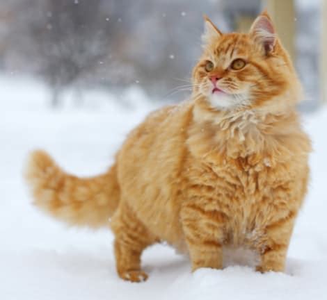 Siamese cat & orange tabby cat. Are all Orange Cats Male Interesting Facts - Catsfud