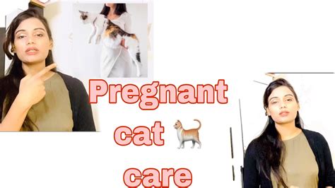 Caring For Pregnant Catshow To Care For A Pregnant Catpregnant Cat
