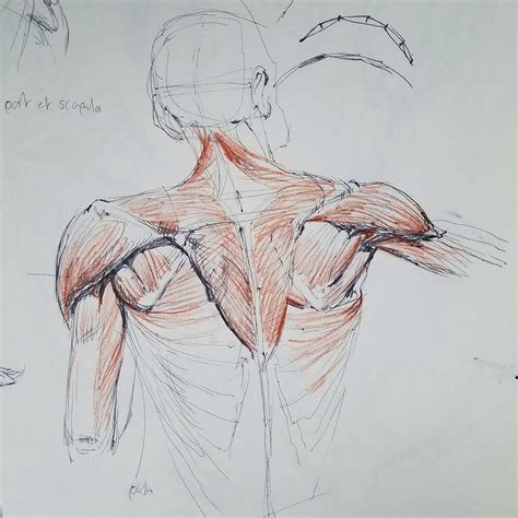 Спина анатомия рисунок 28 фото