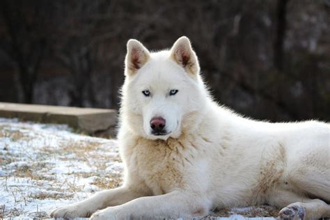 🥇 Husky Siberiano Caracteristicas Y Fotos De Husky 2021