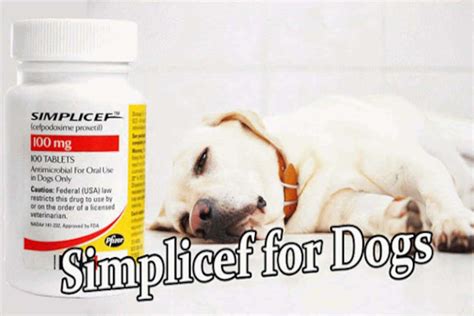 What Does Simplicef Treat In Dogs Antibiotics For Dogs Antibiotics