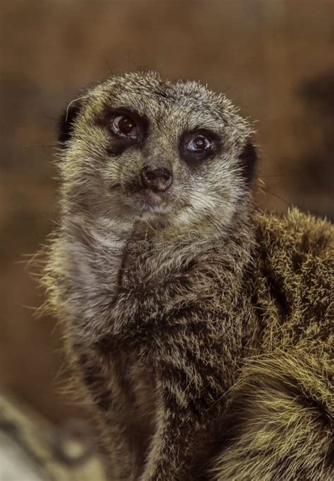 Meerkat Close Up Portrait Stock Photo Image Of Background 121428208