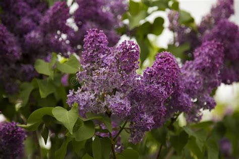 Springtime Blooming Lilac With Wonderful Green Foliage Stock Image