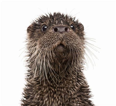 Somewhat Surprised Otter Rotters