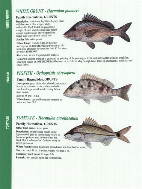 Crystal River Fishing Report Florida Gulf Fish
