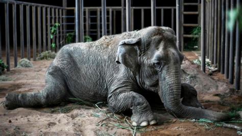 second oldest elephant in north america dies at tennessee sanctuary iheart