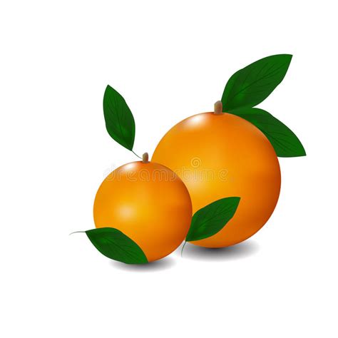 Oranges Mûres Avec Des Lames Illustration De Vecteur Illustration De