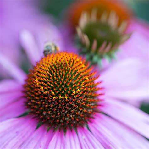 The Most Powerful Echinacea For Cold And Flu St Francis Herb Farm