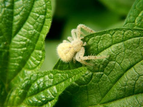 Hairy Crab Spider Project Noah