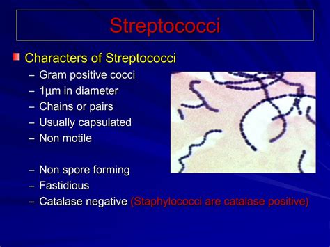Ppt Streptococcus Agalactiae Gbs Powerpoint Presentation Free Download Id 9477541