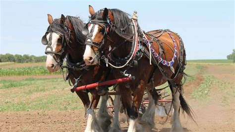 Clydesdale Horse Facts And Information Breed Profile