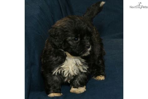 Deposits to hold a puppy are. Izzy is a female Shichon puppy for sale near Kalamazoo ...