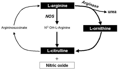 Pathway Of L Arginine Metabolism By Nitric Oxide Synthase And Arginase