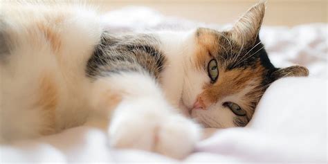 Natural treatment for a common cold infection in cats : Cats Can Catch Colds Too! What to Do If Your Kitty is Sick ...
