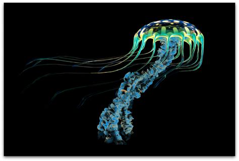 Jellyfish Images Transparent Png Free Download Free Transparent Png