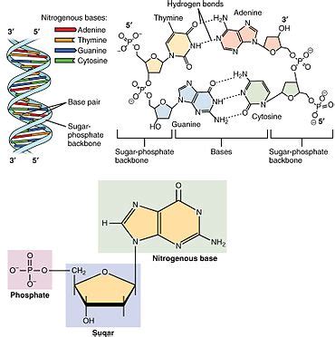 These are the nitrogenous based in dna. Nucleotide - Wikipedia