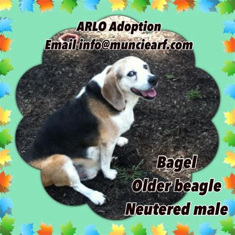 Book an appointment to meet adoptable dogs. 277 best Adoptable Dogs at ARF images on Pinterest ...