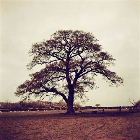 Oak Tree In Redscale Revisited Oak Tree Tattoo Tree