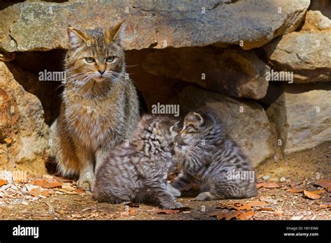 european wildcat forest wildcat felis silvestris silvestris mother sitting with two kittens
