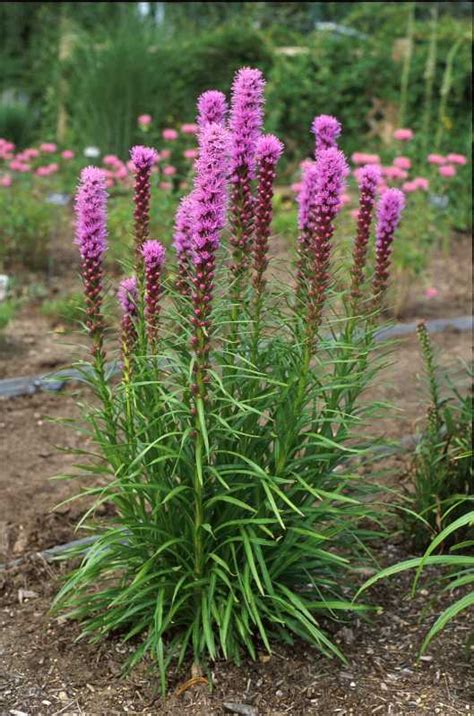 Liatris Dotted Blazing Star Eat The Weeds And Other Things Too