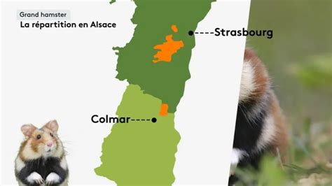 Alsace Le Retour Du Grand Hamster