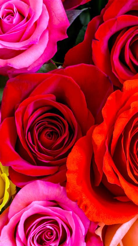 Fonds Décran Roses Rouges Jaunes Roses Pétales 5120x2880 Uhd 5k Image