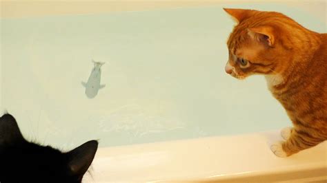 Cats Vs Rare Bathtub Shark Youtube