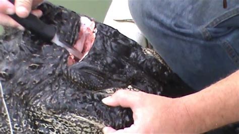 How To Use A Bangstick To Dispatch An Alligator Youtube