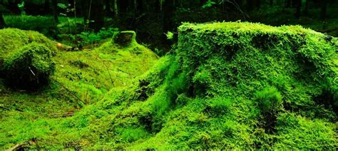 Whats Behind Japans Moss Obsession