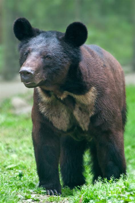 Grizzly Black Bear Hybrid