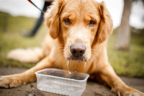 What Causes Excessive Saliva In Dogs