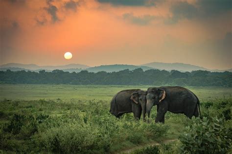 Minneriya Elephant Gathering Tour Wildlife Holidays To Sri Lanka