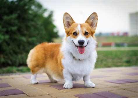 Telling the difference between the two for the common person can most. Welsh Corgi Cardigan: tudo o que precisa de saber sobre ...