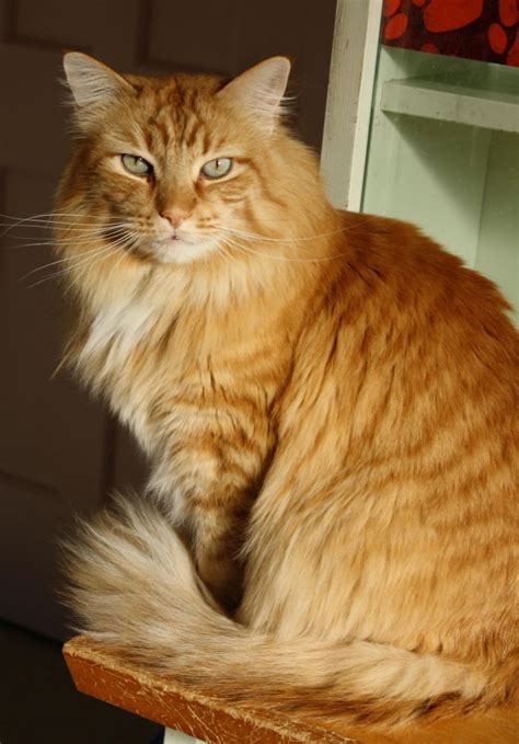 Adopt Puffy On Petfinder In 2020 Cats Long Haired Cats Pet Search
