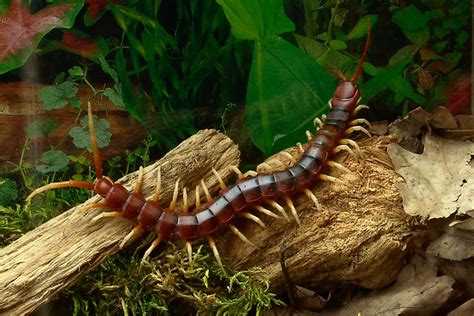 What Is The Worlds Largest Centipede Worldatlas