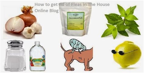 How To Kill Fleas On Dogs Best Natural And Diy Home Remedies To Kill