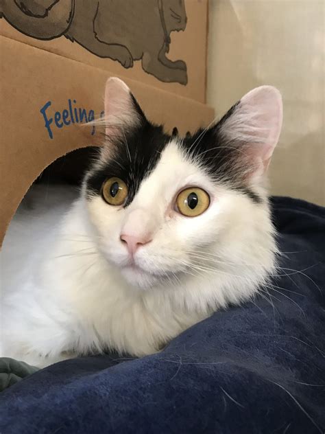 BC SPCA Surrey Education & Adoption Centre