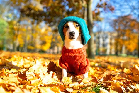 Fall Wallpaper With Dogs