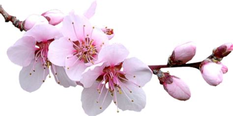 Check spelling or type a new query. flower pink purple aesthetic flowers watercolor edit... in ...