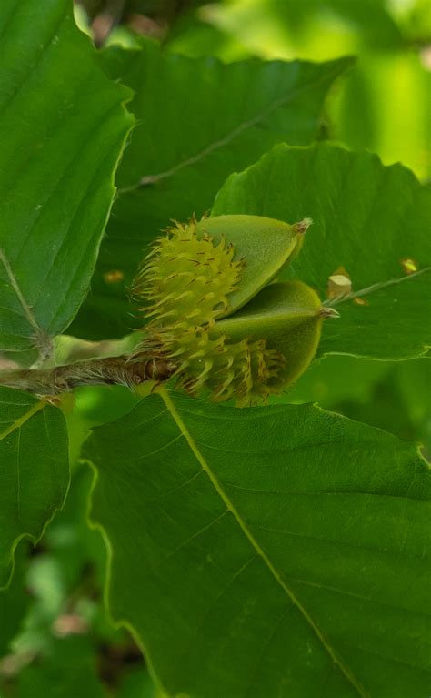 Beech Nuts Miles Hearn